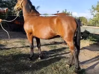 Cheval, Chevaux — photo 2