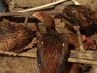 Malay Game — Foto 3