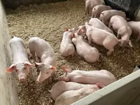 Pigs (batch, sex not specified) — photo 7