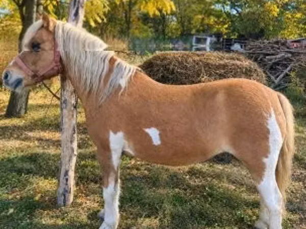 Mare, Shetland Pony
