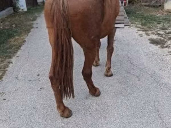 Jument, Chevaux