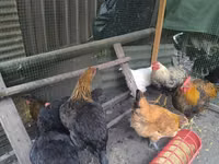 Chickens — الصورة 2