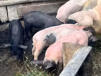 Säue, Schweine — Foto 2