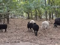 Sheep, Ouessant sheep — photo 2
