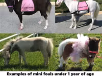 Hengst, Miniature horse — Foto 1