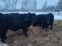 母牛, Galloway cow — 照片 2