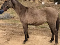 Stute, Rocky Mountain Horse — Foto 6