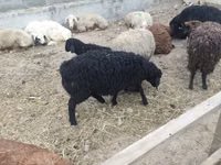 Sheep, Sheep — photo 6