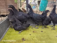 आयम सेमानी — फ़ोटो 6