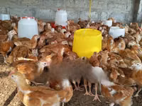 Chickens — الصورة 2