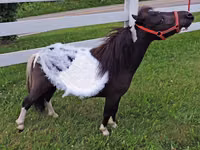 Yegua, Miniature horse — foto 2