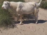 Billy Goat, Goats — photo 3