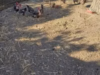 डेनिश हेन — फ़ोटो 4