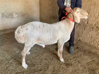 Widder, Arashan sheep — Foto 1