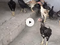 Chickens — الصورة 2