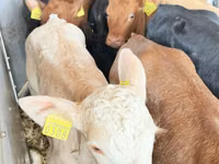 أبقار (دفعة، الجنس غير محدد), Simmental cattle — الصورة 6