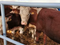 Cattle (batch, sex not specified), Simmental cattle — photo 2