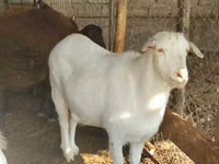 عنزة, Saanen goat — الصورة 2