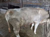 Bull, Red Polled Cow — photo 4