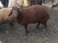 أغنام (دفعة، الجنس غير محدد), Red Karaman sheep — الصورة 2