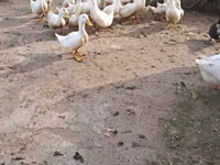 American Pekin — photo 2