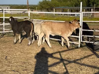 Vache, Brahmane — photo 7
