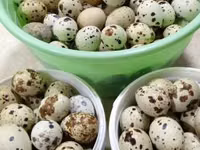 Turkeys — الصورة 1