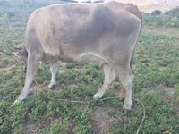 Cow, Brown Mountain — photo 4