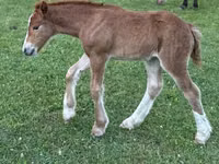 Mare, Gypsy horse — photo 2