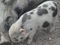 नर सूअर — फ़ोटो 4