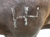 公马, Percheron — 照片 4