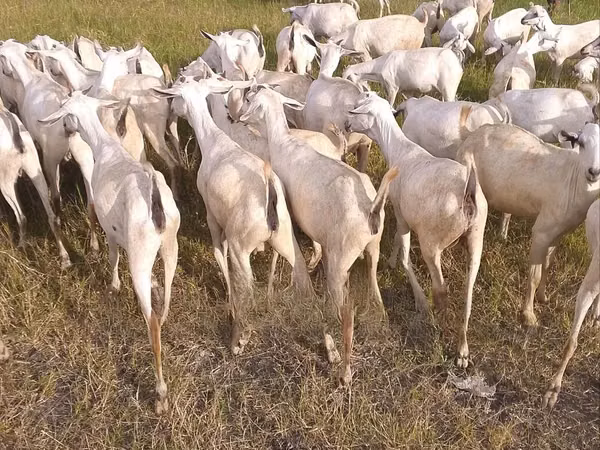 Goats (batch, sex not specified), Boer goat