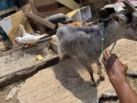 母山羊, West African dwarf goats — 照片 1
