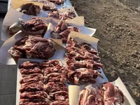 كبش, الأغنام — الصورة 6