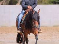 Cheval, Quarter Horse — photo 7
