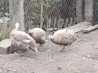 لافندر — الصورة 2