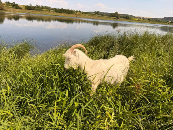 Goat, LaMancha goats