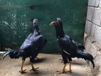 शामो चिकन्स — फ़ोटो 5
