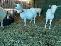 Cabra, Saanen goat — foto 5