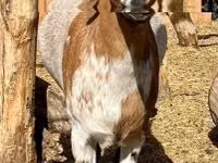 Boucs, Dutch Landrace goats — photo 2