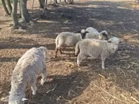 Bélier, Moutons — photo 1