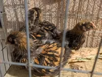 وياندوت — الصورة 7