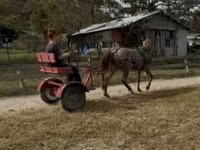 Cheval, Rocky Mountain Horse — photo 3