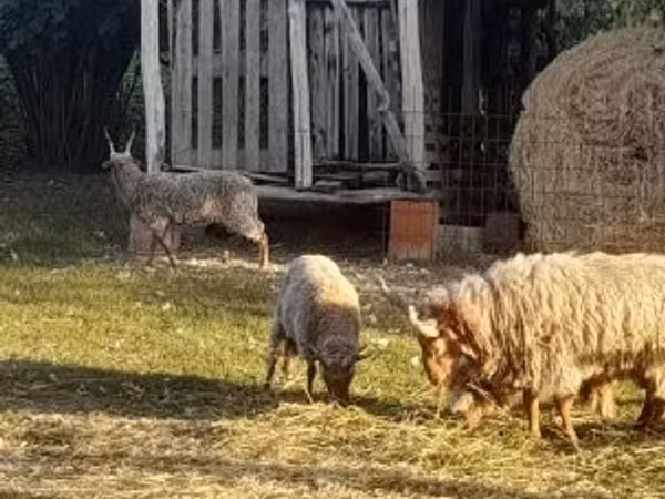 Bélier, Baerchuke sheep