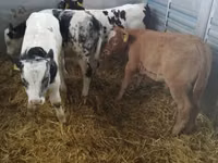 मवेशी (लॉट, लिंग निर्दिष्ट नहीं), Simmental cattle — फ़ोटो 3