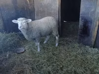 Ram, Ile-de-France sheep — photo 1