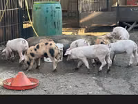 母猪 — 照片 2