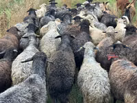 Brebis, Bessarabian sheep — photo 2