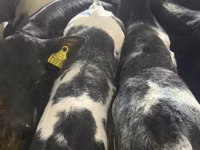 أبقار (دفعة، الجنس غير محدد), Simmental cattle — الصورة 3