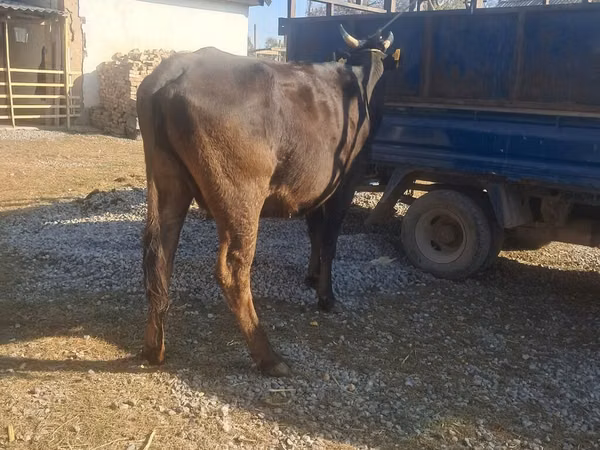 母牛, Cattle